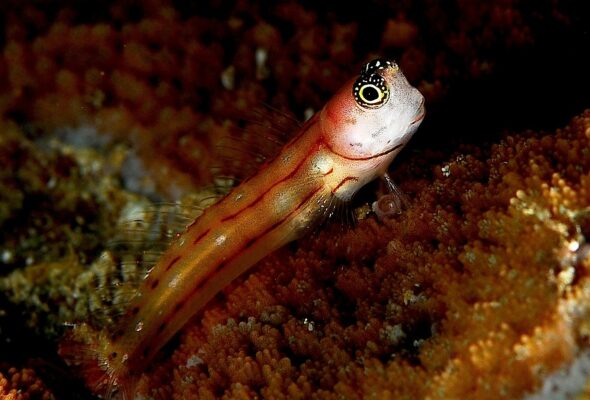 Ecsenius trilineatus (Ecsenius trilineatus) |commons:File:Ecsenius trilineatus.jpg