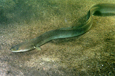 Eel (Anguilla anguilla) |commons:File:Anguilla anguilla.jpg