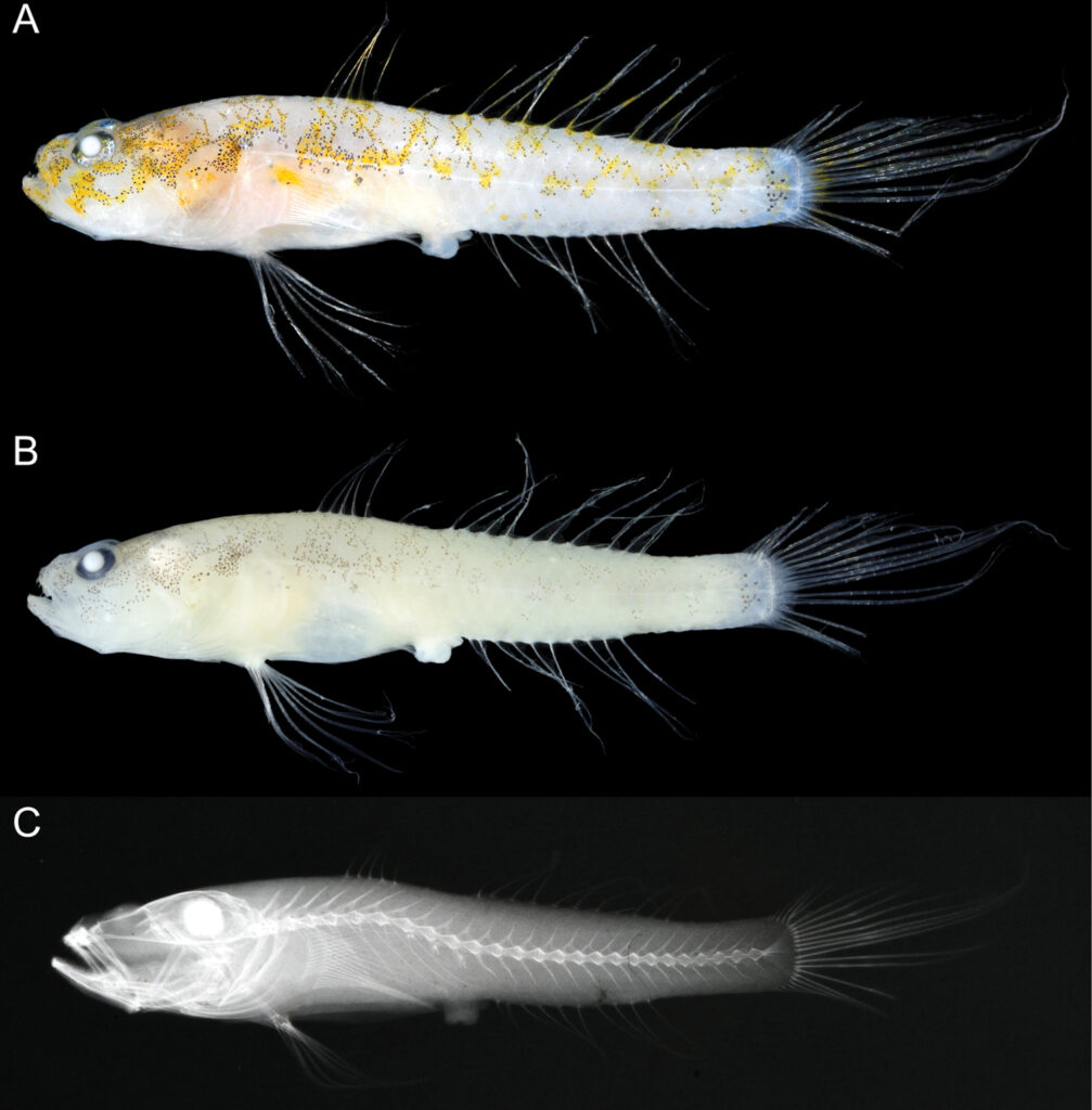Egglestonichthys fulmen (Egglestonichthys fulmen) |commons:File:Egglestonichthys fulmen (10.3897-zookeys.1006.58874) Figure 1.jpg