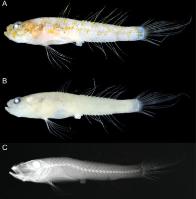 Egglestonichthys fulmen (Egglestonichthys fulmen) |commons:File:Egglestonichthys fulmen (10.3897-zookeys.1006.58874) Figure 1.jpg