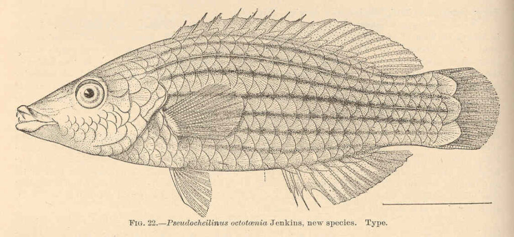 Eight Line Wrasse Pseudocheilinus octotaenia