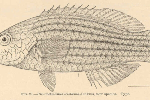 Eight Line Wrasse Pseudocheilinus octotaenia
