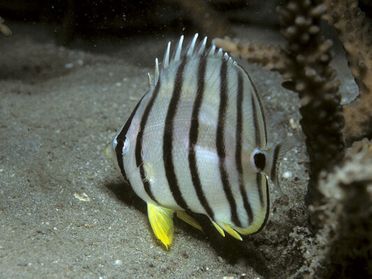 Eightband Butterflyfish (Chaetodon octofasciatus) |commons:File:Bep chaetodon octofasciatus.jpg