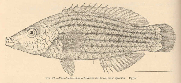 Eightline Wrasse (Pseudocheilinus octotaenia) |commons:File:FMIB 40433 Pseudocheilinus octotaenia Jenkins, new species Type.jpeg