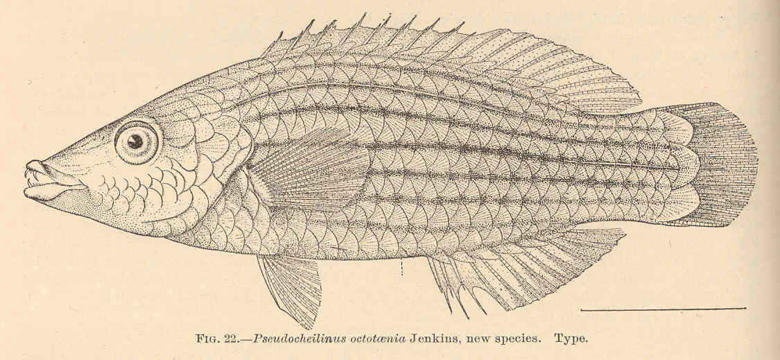 Eightline Wrasse (Pseudocheilinus octotaenia) |commons:File:FMIB 40433 Pseudocheilinus octotaenia Jenkins, new species Type.jpeg