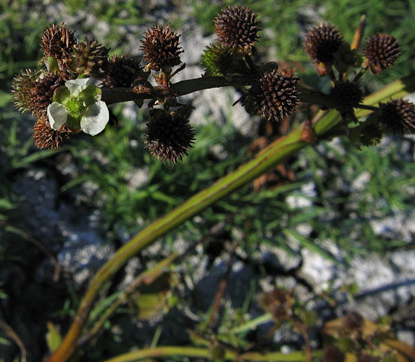 Ekinodorus Berteroi (Echinodorus berteroi) |commons:File:Echinodorusberteroi.jpg