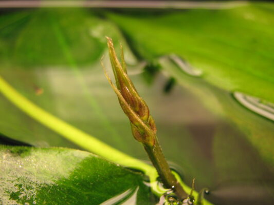 Ekinodorus Bleheri (Echinodorus bleheri) |commons:File:Echinodorus bleheri inflorescence closed.JPG