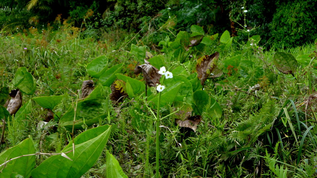 Ekinodorus Floribundus (Echinodorus floribundus) |commons:File:Echinodorus floribundus (Seub.) Seub. (8066461117).jpg
