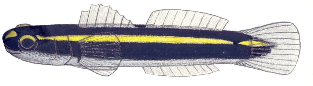 Elacatinus atronasus (Elacatinus atronasus) |commons:File:Elacatinus atronasum.JPG