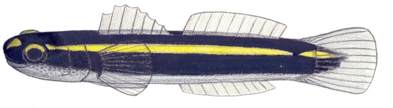Elacatinus atronasus (Elacatinus atronasus) |commons:File:Elacatinus atronasum.JPG