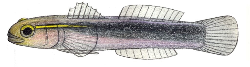 Elacatinus chancei (Elacatinus chancei) |commons:File:Elacatinus chancei.JPG