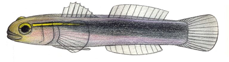 Elacatinus chancei (Elacatinus chancei) |commons:File:Elacatinus chancei.JPG