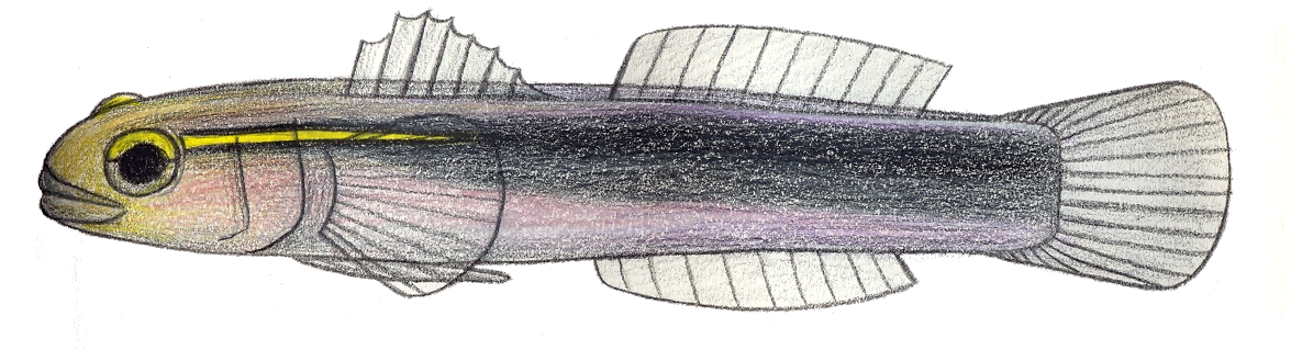 Elacatinus chancei (Elacatinus chancei) |commons:File:Elacatinus chancei.JPG