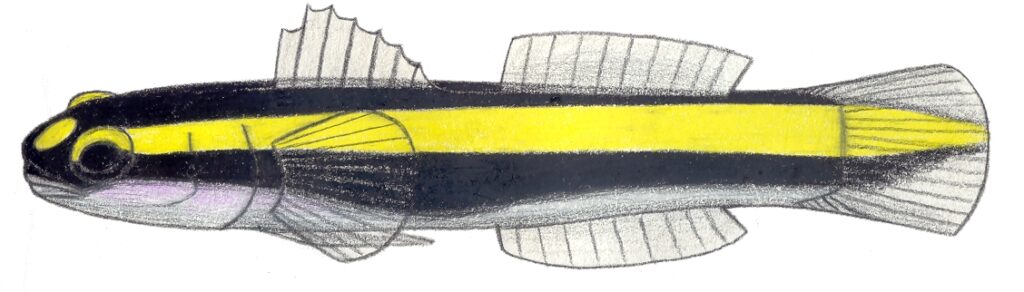 Elacatinus figaro (Elacatinus figaro) |commons:File:Elacatinus figaro.JPG