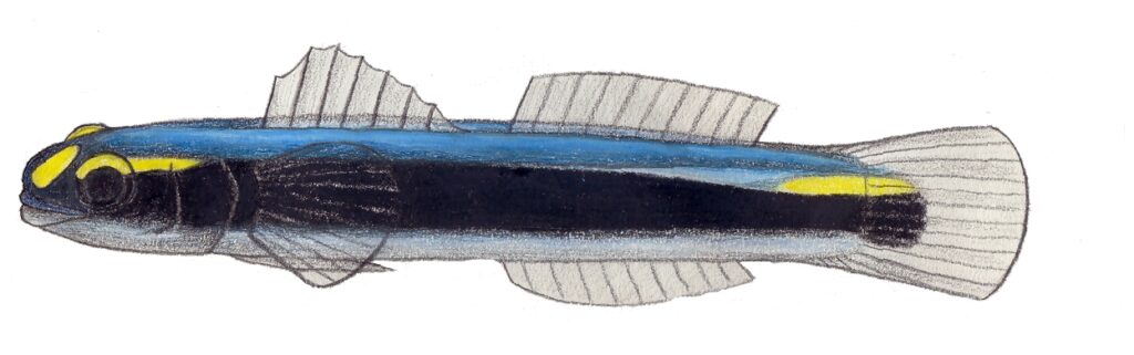 Elacatinus jarocho (Elacatinus jarocho) |commons:File:Elacatinus jarocho.JPG
