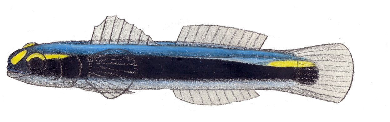 Elacatinus jarocho (Elacatinus jarocho) |commons:File:Elacatinus jarocho.JPG