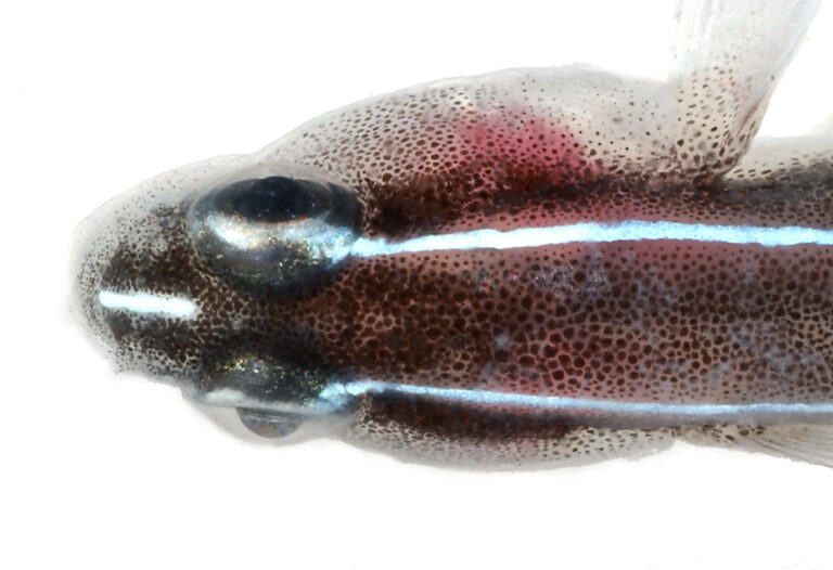 Elacatinus lori (Elacatinus lori) |commons:File:Elacatinus lori, Head (Linesnout Goby) (2848420619).jpg