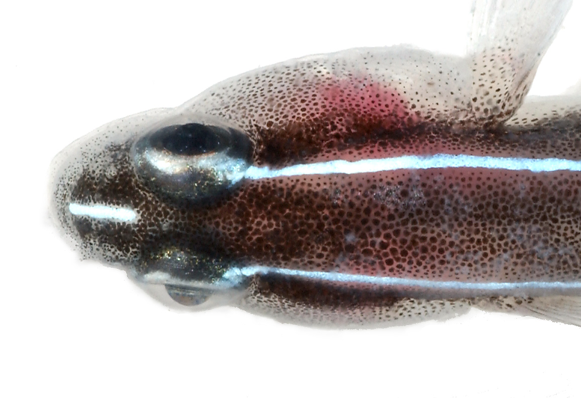 Elacatinus lori (Elacatinus lori) |commons:File:Elacatinus lori, Head (Linesnout Goby) (2848420619).jpg