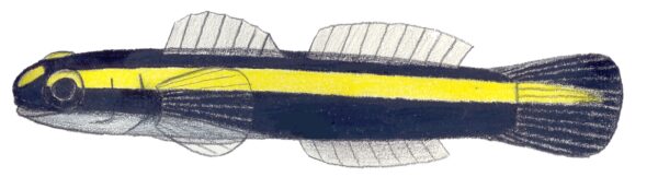 Elacatinus pridisi (Elacatinus pridisi) |commons:File:Elacatinus pridisi.JPG