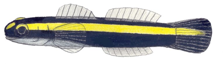 Elacatinus pridisi (Elacatinus pridisi) |commons:File:Elacatinus pridisi.JPG
