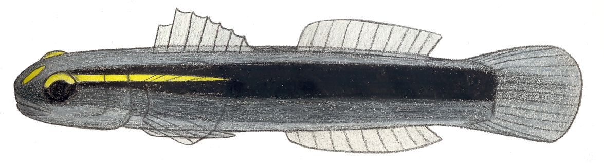 Elacatinus tenox (Elacatinus tenox) |commons:File:Elacatinus tenox.JPG