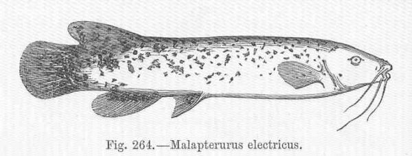 Electric Catfish (Malapterurus electricus) |commons:File:FMIB 47150 Malapterurus electricus.jpeg