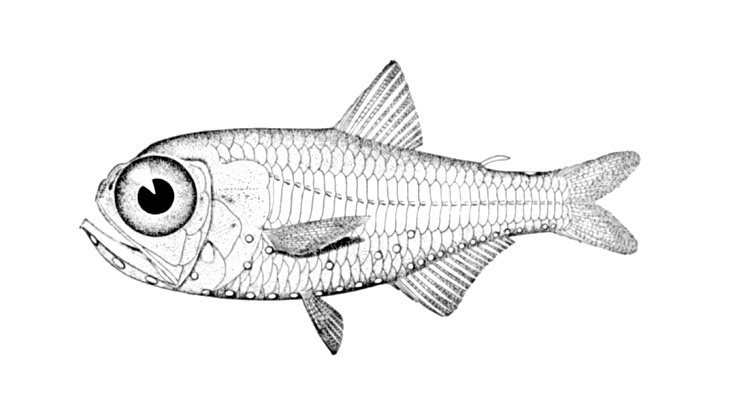 Electric Lantern Fish (Electrona risso) |commons:File:Electrona risso.jpg