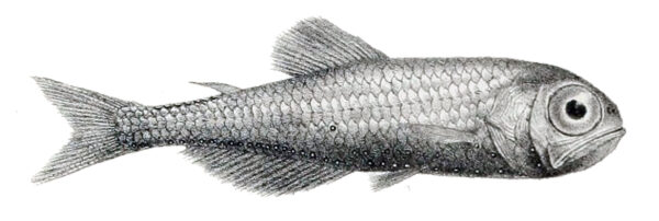 Electrona antarctica (Electrona antarctica) |commons:File:Electrona antarctica.jpg