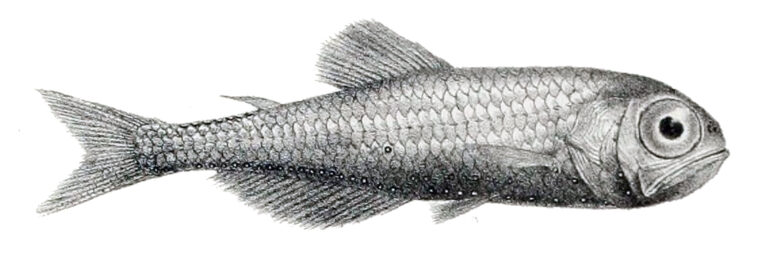 Electrona antarctica (Electrona antarctica) |commons:File:Electrona antarctica.jpg
