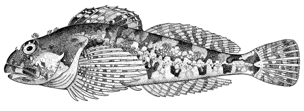 Elegant Sculpin (Bero elegans) |commons:File:Bero elegans.jpg