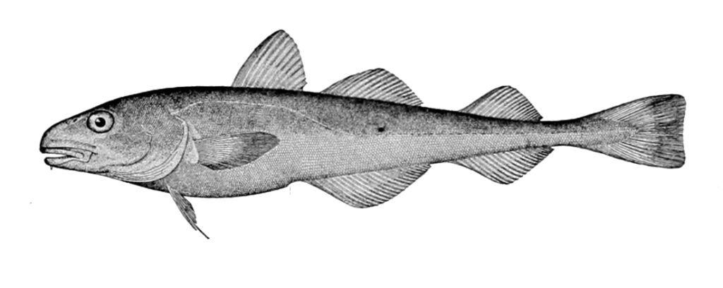Eleginus nawaga (Eleginus nawaga) |commons:File:Eleginus nawaga.jpg