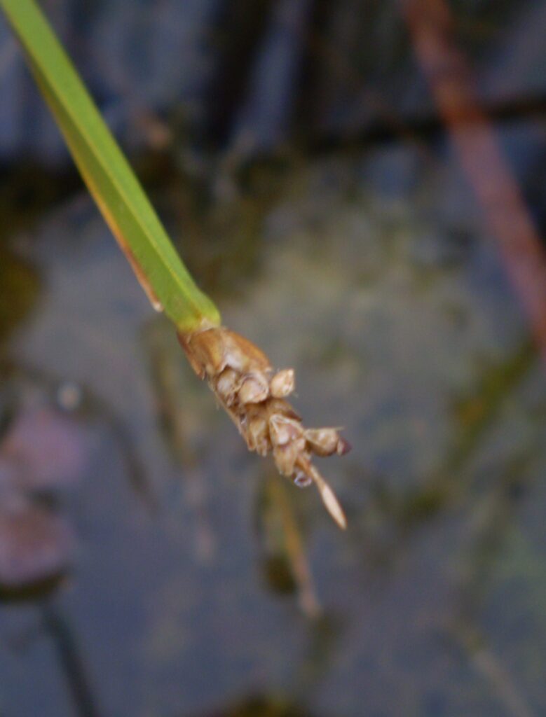 Eleocharis Acutangula (Eleocharis acutangula) |commons:File:Eleocharis acutangula.JPG