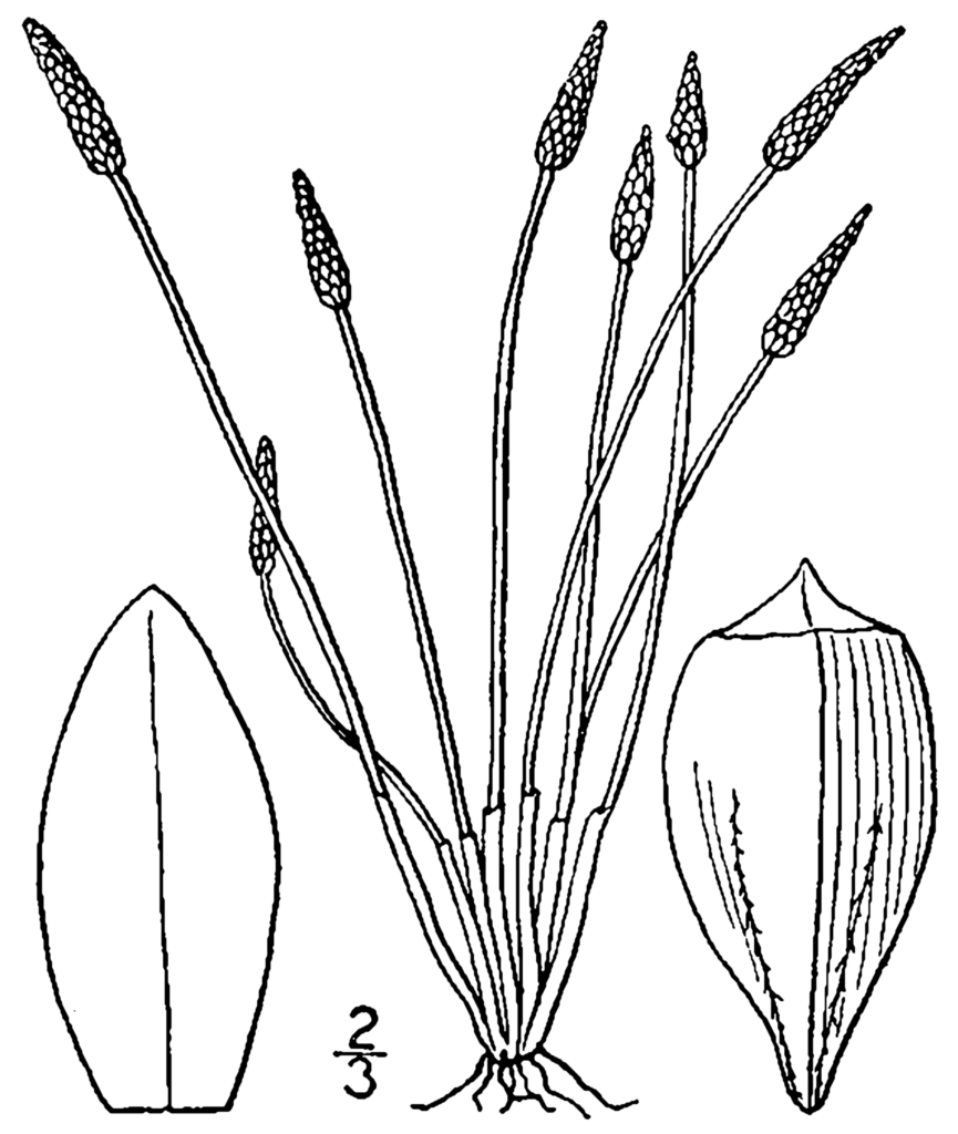 Eleocharis Engelmannii (Eleocharis engelmannii) |commons:File:Eleocharis engelmannii BB-1913.png