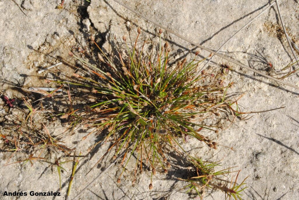 Eleocharis Geniculata (Eleocharis geniculata) |commons:File:Eleocharis geniculata.jpg