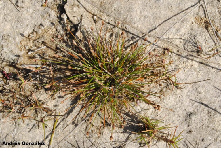 Eleocharis Geniculata (Eleocharis geniculata) |commons:File:Eleocharis geniculata.jpg