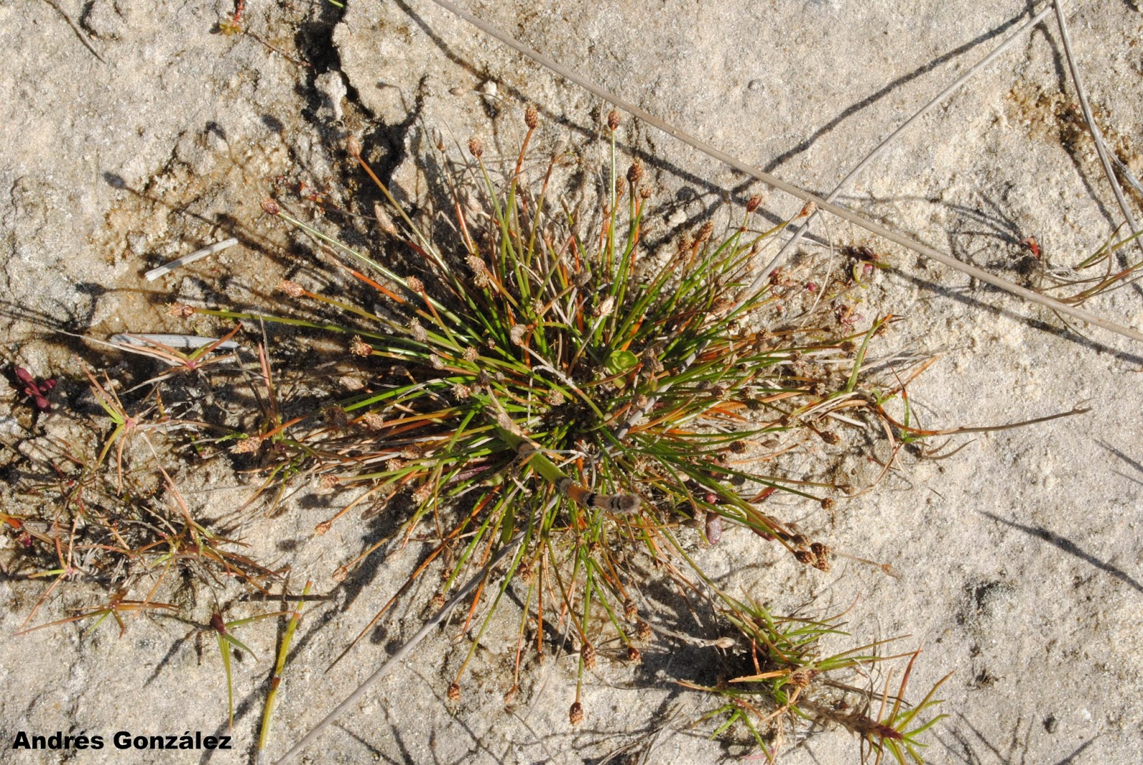 Eleocharis Geniculata (Eleocharis geniculata) |commons:File:Eleocharis geniculata.jpg