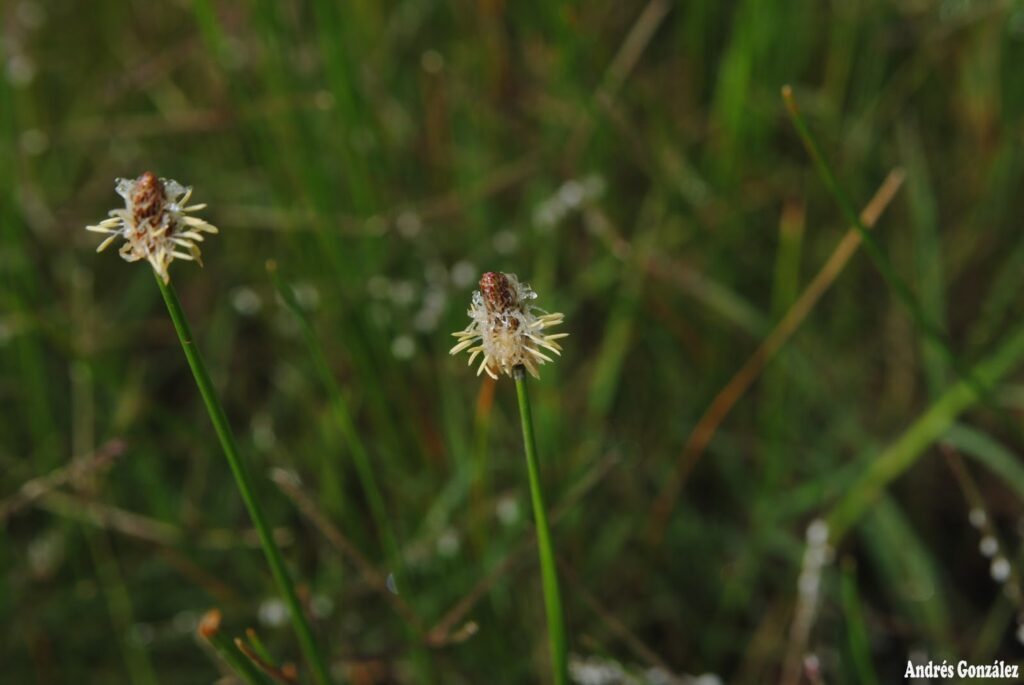 Eleocharis Macrostachya (Eleocharis macrostachya) |commons:File:Eleocharis macrostachya- Soriano, Palmar, Bañados al margen del Río Negro 1.jpg