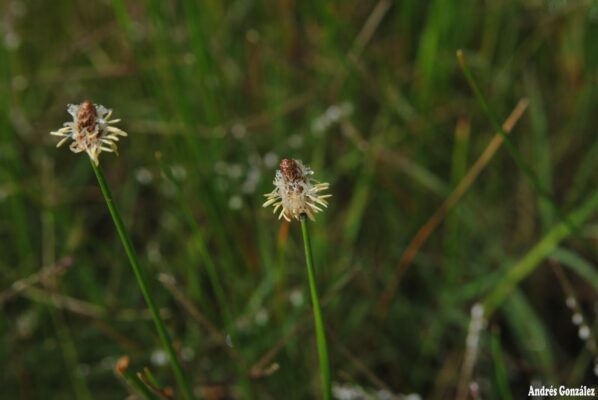 Eleocharis Macrostachya (Eleocharis macrostachya) |commons:File:Eleocharis macrostachya- Soriano, Palmar, Bañados al margen del Río Negro 1.jpg