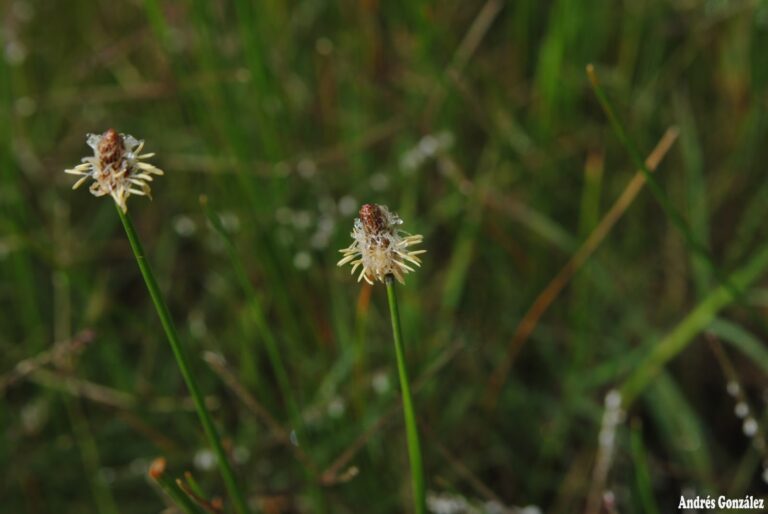 Eleocharis Macrostachya (Eleocharis macrostachya) |commons:File:Eleocharis macrostachya- Soriano, Palmar, Bañados al margen del Río Negro 1.jpg