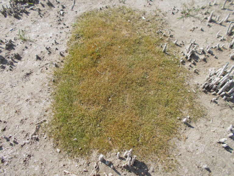 Eleocharis Parvula (Eleocharis parvula) |commons:File:Eleocharis parvula 2015.08.22 - andrey zharkikh.jpg