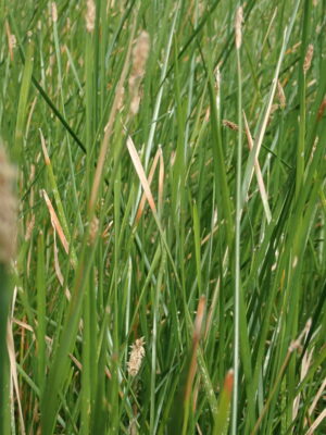Eleocharis Plana (Eleocharis plana) |commons:File:Eleocharis plana P6100110.jpg