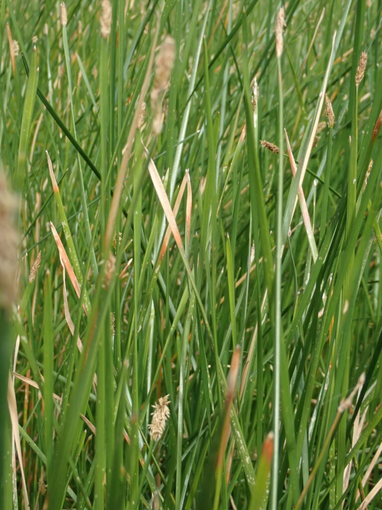 Eleocharis Plana (Eleocharis plana) |commons:File:Eleocharis plana P6100110.jpg