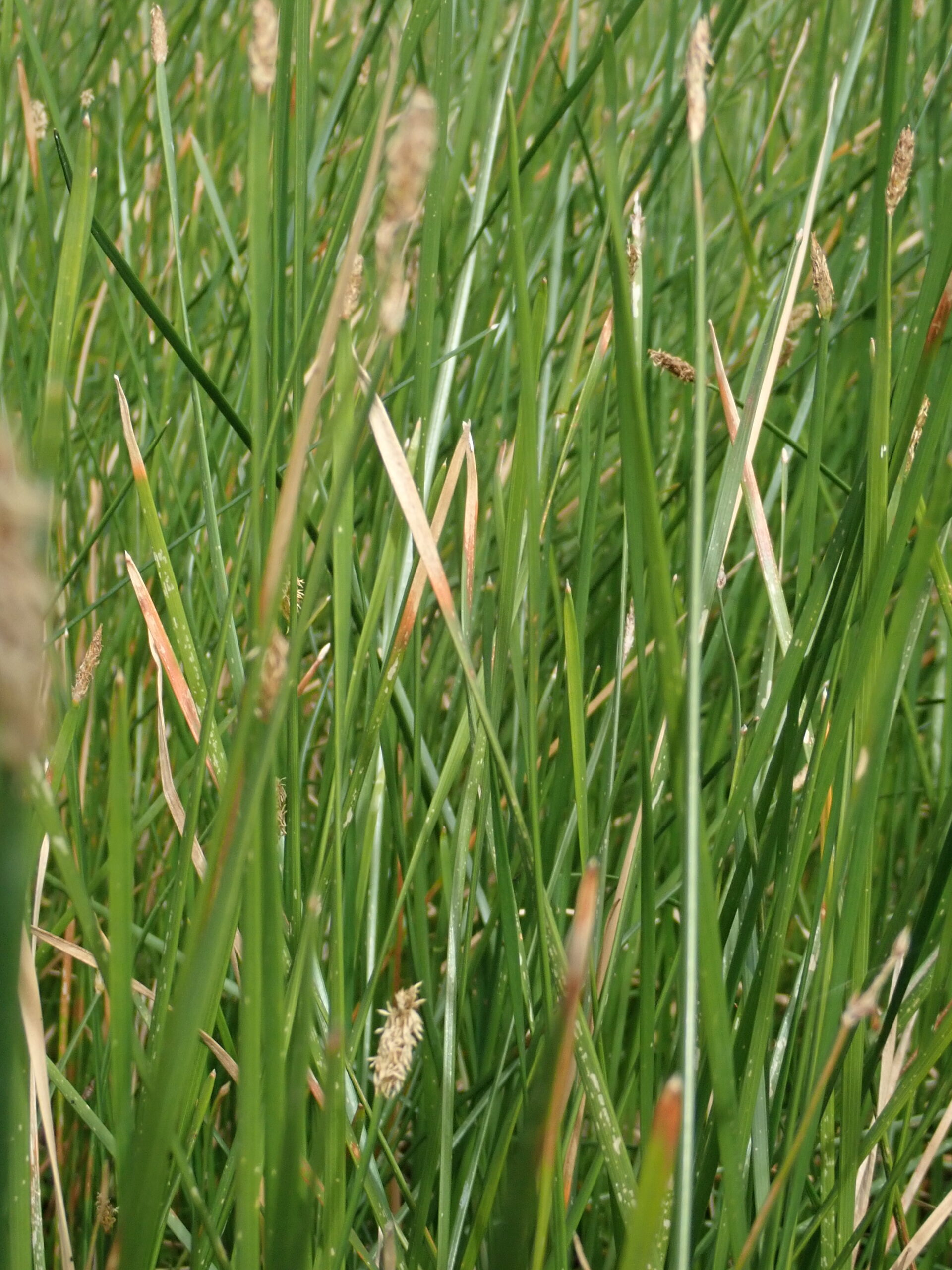 Eleocharis Plana (Eleocharis plana) |commons:File:Eleocharis plana P6100110.jpg