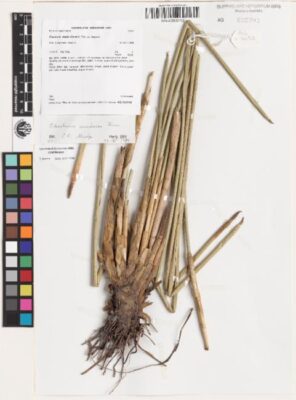 Eleocharis Sundaica (Eleocharis sundaica) |commons:File:Eleocharis sundaica.jpg
