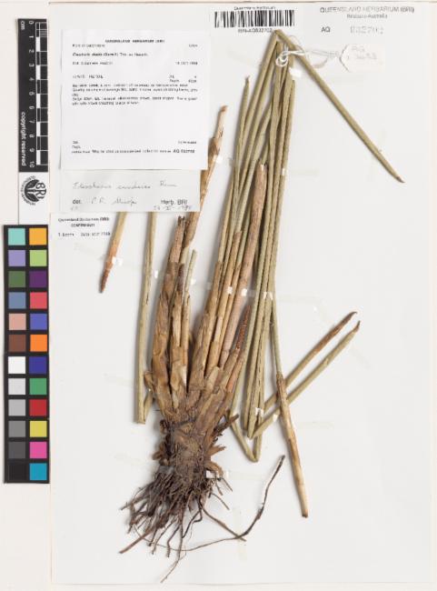 Eleocharis Sundaica (Eleocharis sundaica) |commons:File:Eleocharis sundaica.jpg