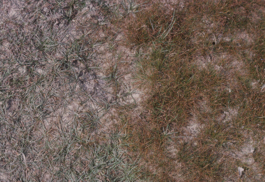 Eleocharis Uniflora (Eleocharis uniflora) |commons:File:Eleocharis acicularis plant and Littorella uniflora (03).jpg