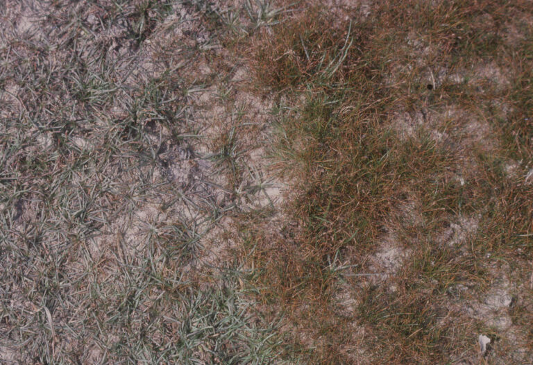 Eleocharis Uniflora (Eleocharis uniflora) |commons:File:Eleocharis acicularis plant and Littorella uniflora (03).jpg