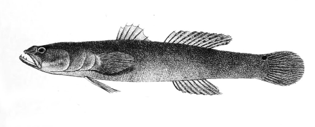 Eleotris macrocephala (Eleotris macrocephala) |commons:File:Eleotris macrodon Ford 65.jpg
