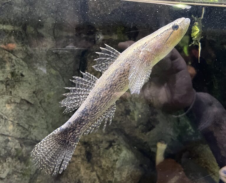 Eleotris oxycephala (Eleotris oxycephala) |commons:File:Eleotris oxycephala Miyajima1.jpg