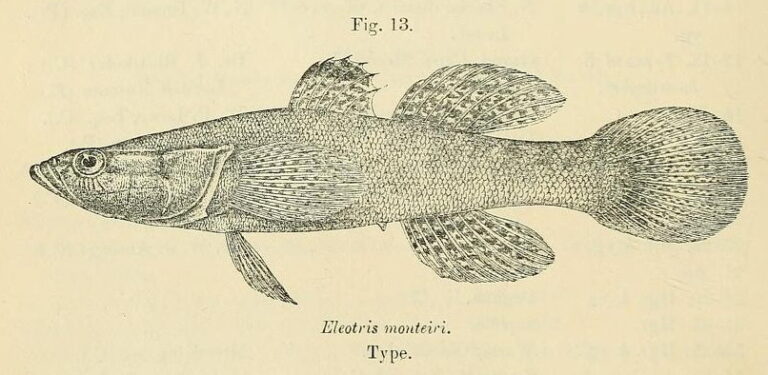 Eleotris vittata (Eleotris vittata) |commons:File:Eleotris vittata.jpg